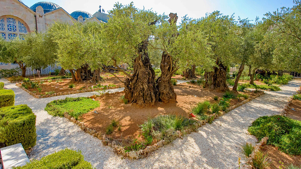 /images/r/garden-of-gethsemane_israel-2/c960x540g0-234-4253-2626/garden-of-gethsemane_israel-2.jpg